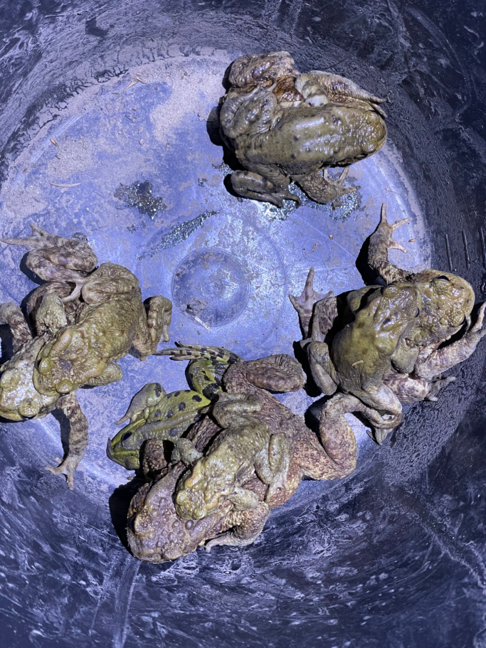 Das kleinste Männchen finden das größte Weibchen